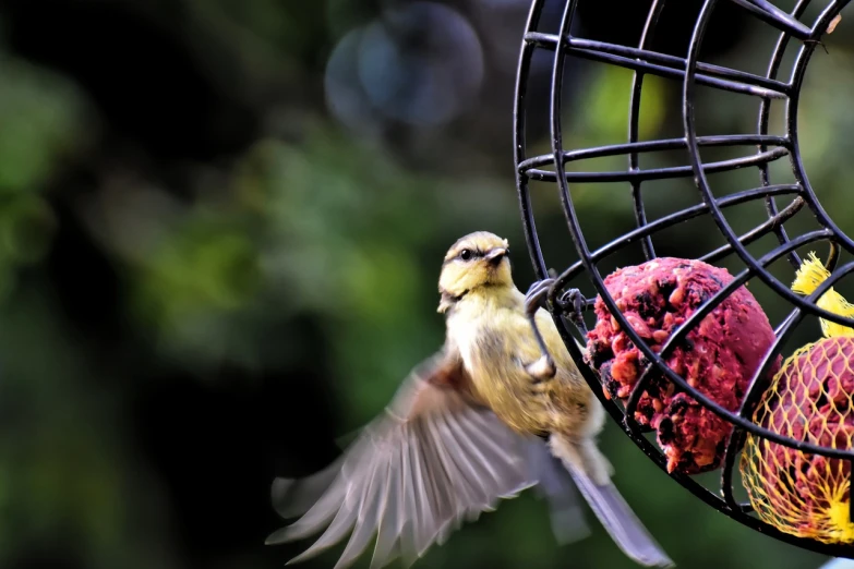 a bird that is flying near a bird feeder, by Marten Post, hdr photo, round about to start, ruffled wings, closeup photo