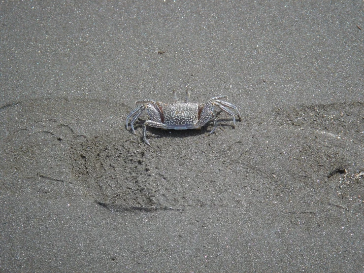 a crab sitting on top of a sandy beach, a photo, flickr, 2 0 1 0 photo, gray, tiger - crab creature, grain”