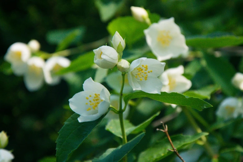 a bunch of white flowers with green leaves, by Jan Henryk Rosen, shutterstock, hurufiyya, rose-brambles, taken with a pentax k1000, climbing, alabama