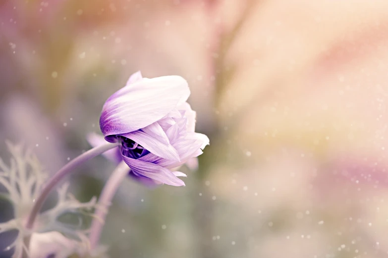 a close up of a flower with a blurry background, by Anna Boch, romanticism, anemone, pale as the first snow of winter, beautiful gorgeous digital art, some purple