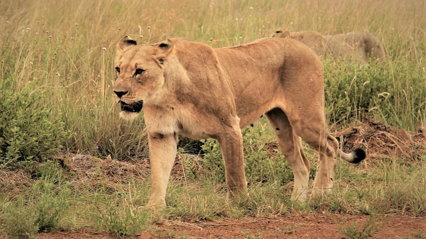 a lion standing on top of a lush green field, a portrait, flickr, bushveld background, mid 2 0's female, fur with mud, family photo