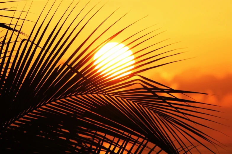 the sun is setting behind a palm tree, romanticism, closeup photo, leaf, sunset photo, detailed zoom photo