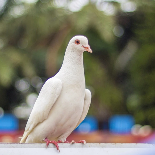 a white pigeon sitting on top of a white fence, a portrait, arabesque, bokeh in the background only, showpiece, bald on top, side profile shot