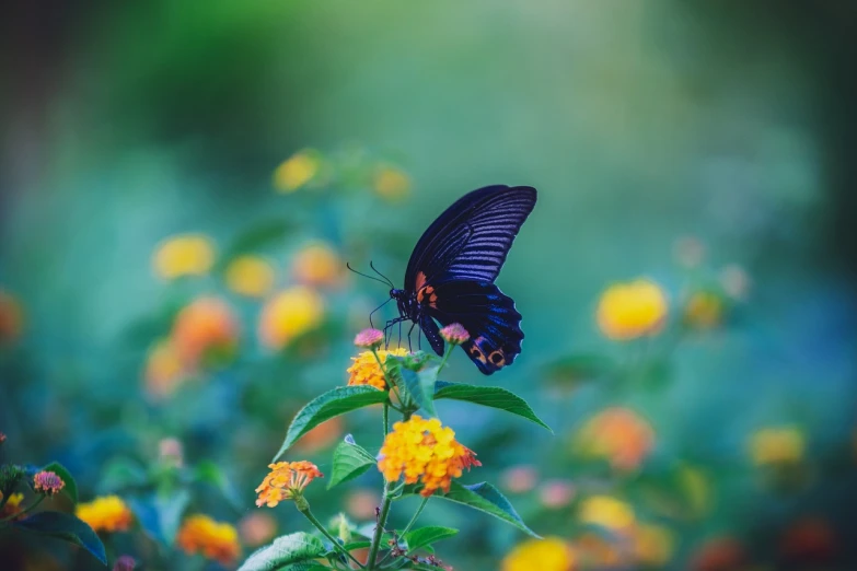 a close up of a butterfly on a flower, romanticism, vibrant deep saturated colors, professionally color graded, with colorful flowers and plants, beautiful black blue yellow