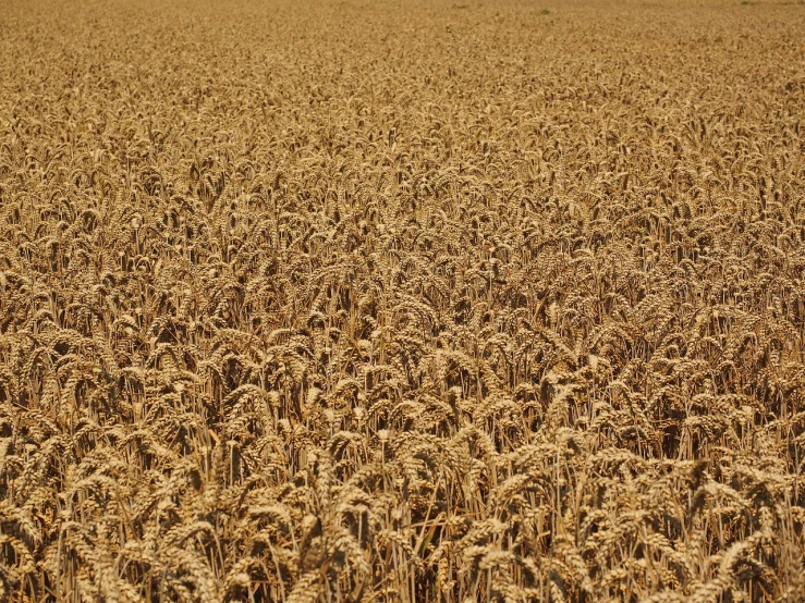 a field of ripe wheat on a sunny day, this is hell, visible from afar!!, high resolution, northern france