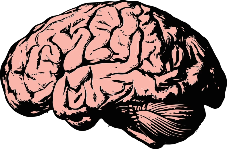 a drawing of a human brain on a black background, by Loren Munk, pixabay, featuring pink brains, woodcut style, 🎨🖌️, seen from below