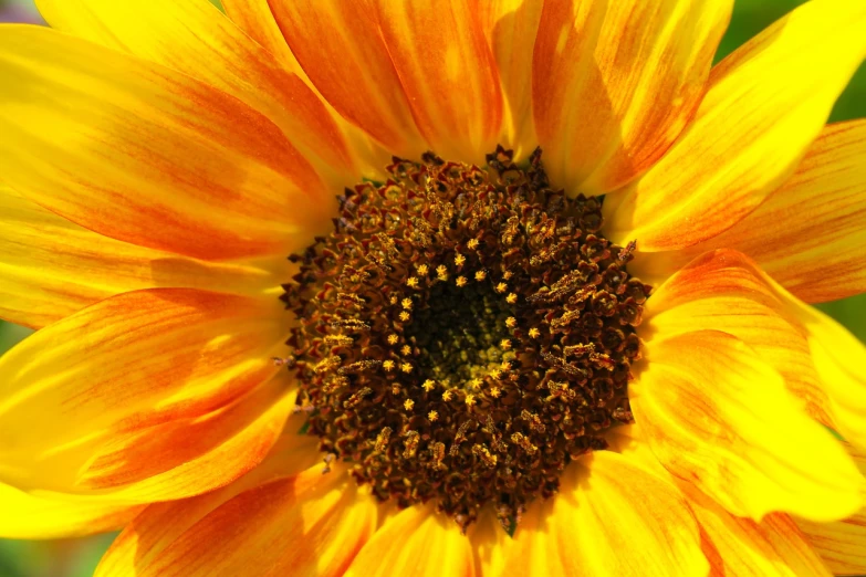 a close up of a sunflower with a blurry background, renaissance, orange halo, centred, shades of gold display naturally, seen from above