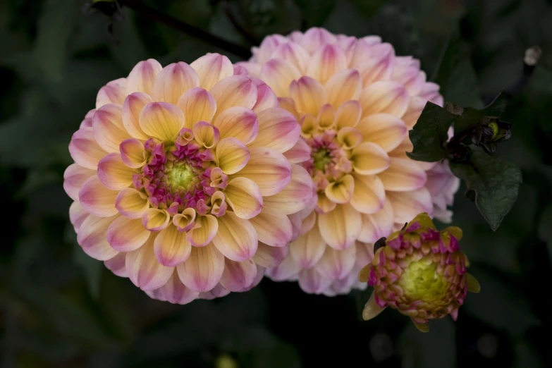 a close up of two pink and yellow flowers, by Terry Morris, dahlias, yellow and purple tones, a wide full shot, ornamental