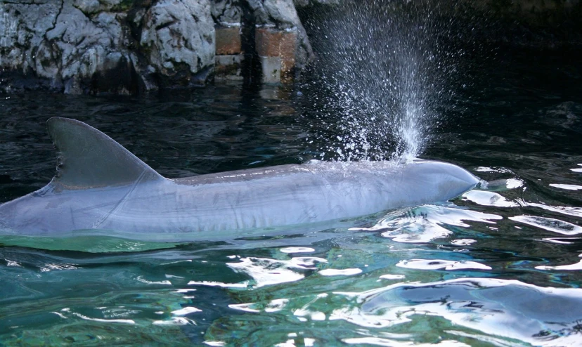 a close up of a dolphin in a body of water, a photo, flickr, okinawa churaumi aquarium, pouring, side view profile, grain”