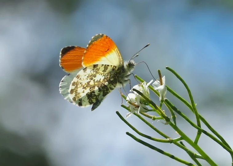 a close up of a butterfly on a flower, by Robert Brackman, flickr, figuration libre, orange and white, meat and lichens, doing a sassy pose, old male