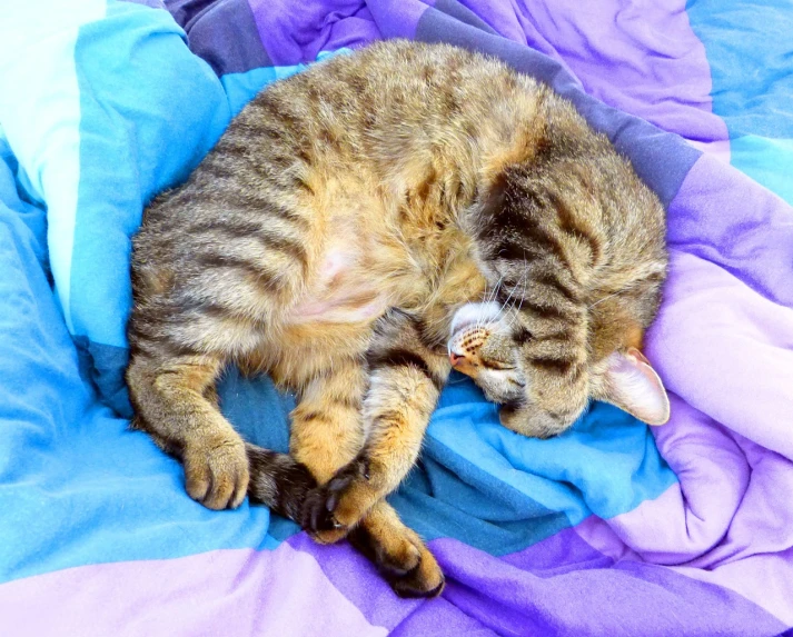 a cat laying on top of a purple and blue blanket, a photo, figuration libre, very accurate photo, compressed jpeg, curled up under the covers, high res photo