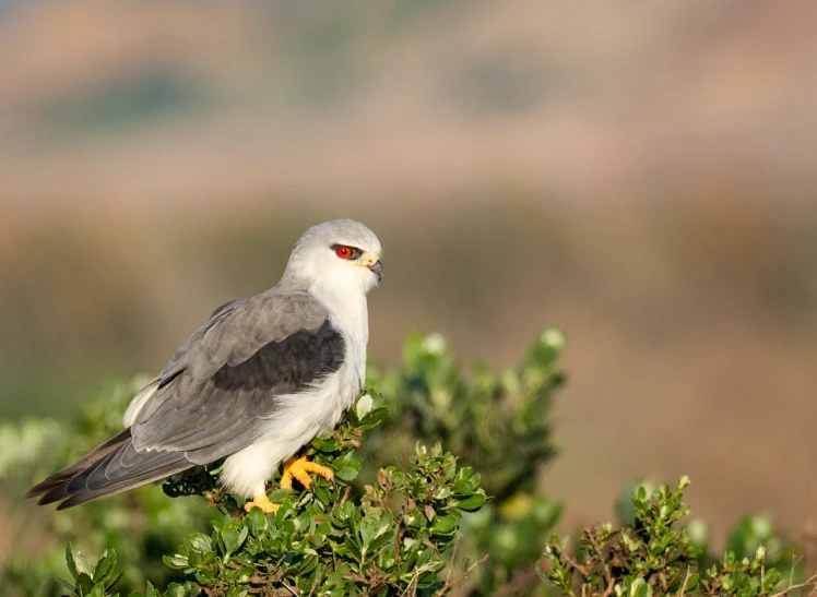 a gray and white bird sitting on top of a bush, a portrait, shutterstock, hurufiyya, hawk, large red eyes!!!, cape, with golden eyes