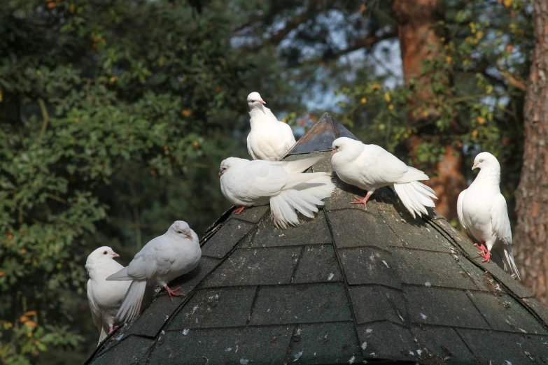 a flock of pigeons sitting on top of a roof, a photo, by Linda Sutton, shutterstock, wearing a white bathing cap, photo photo, cute decapodiformes, rays