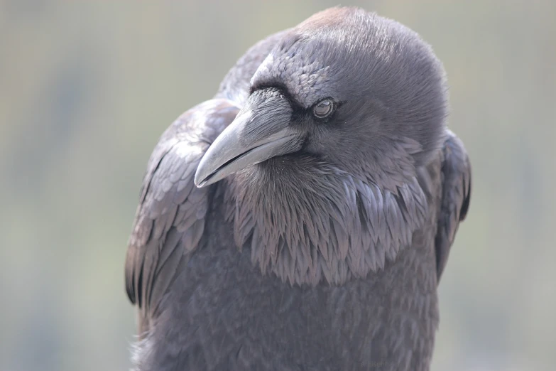 a close up of a bird with a blurry background, a portrait, inspired by Gonzalo Endara Crow, shutterstock, hurufiyya, solid gray, raven monster, high angle close up shot, winking one eye