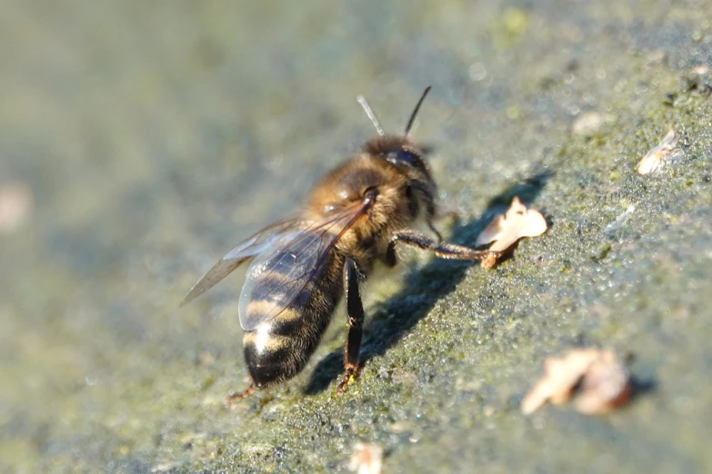 a close up of a bee on a rock, hurufiyya, in the sun, scruffy looking, immature, on a landing pad