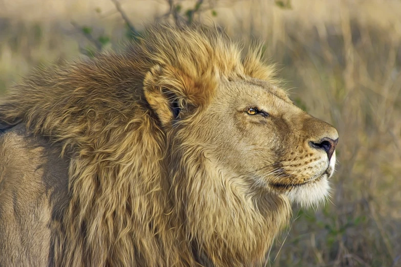 a close up of a lion in a field, screensaver, wild hair, side of head, a handsome