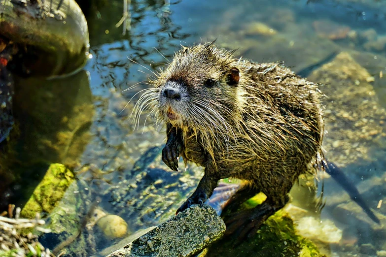 a close up of a wet animal in a body of water, a photo, by Jan Rustem, shutterstock, anthropomorphic beaver, 🦩🪐🐞👩🏻🦳, california;, innocent look. rich vivid colors