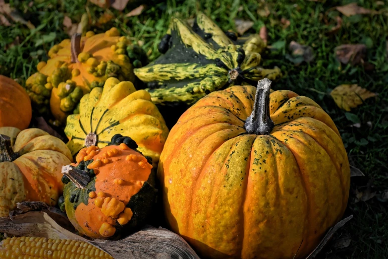 a pile of pumpkins and gourds on the ground, a picture, by David Garner, pixabay, folk art, 1 6 x 1 6, corn, award-winning”, rectangular