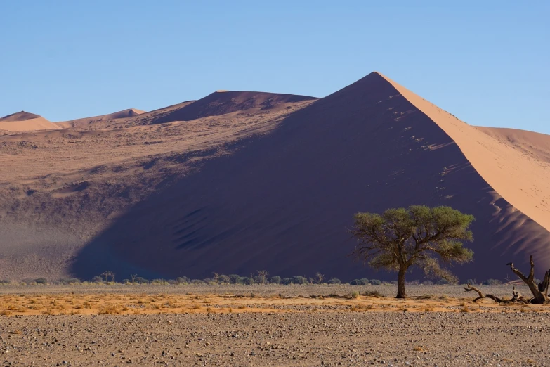 a lone tree stands in front of a large sand dune, a picture, by Peter Churcher, shutterstock, 2 0 0 mm telephoto, panorama, stock photo