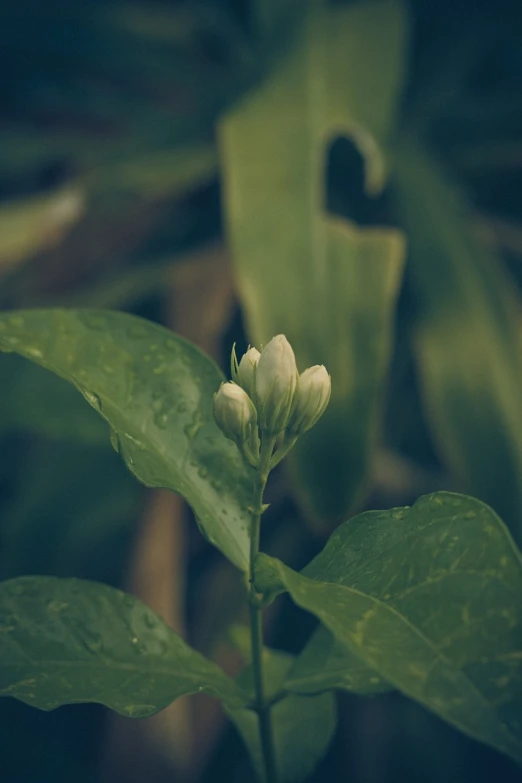 a close up of a flower on a plant, by Elsa Bleda, renaissance, flower buds, jasmine, at evening during rain, 5 5 mm photo