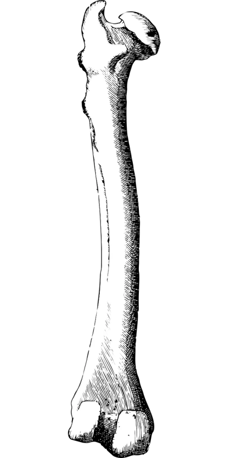 a black and white drawing of a long bone, a stipple, inspired by Lucio Fontana, reddit, generative art, amoled wallpaper, enso, 15081959 21121991 01012000 4k, nasa photograph