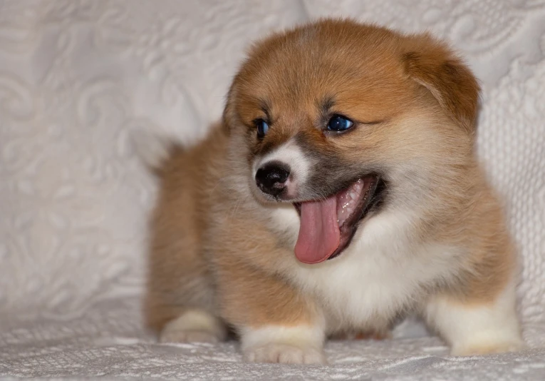 a brown and white puppy sitting on top of a white couch, by Aleksander Gierymski, trending on reddit, corgi, fierce expression 4k, closeup. mouth open, wallpaper - 1 0 2 4