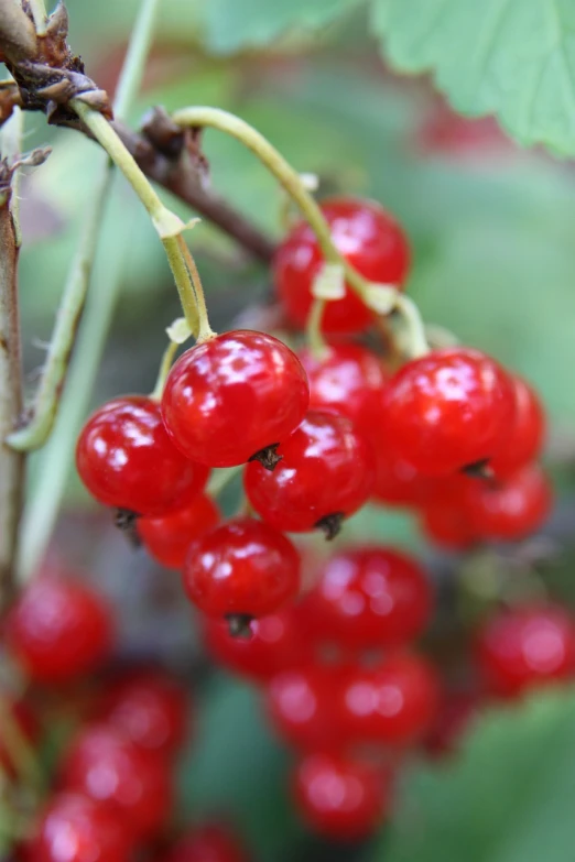 a bunch of red berries hanging from a tree, a picture, by Julian Hatton, shutterstock, avatar image, close-up photo, edible, platinum