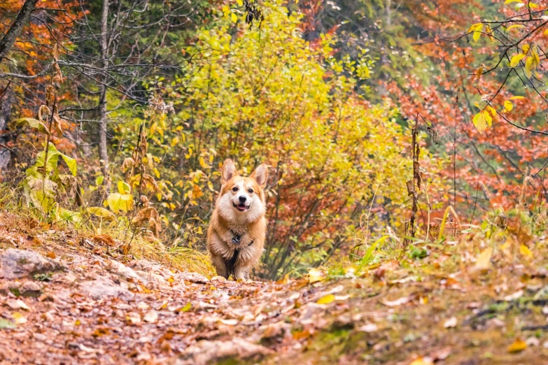 a dog that is walking in the woods, by Emma Andijewska, shutterstock, fine art, corgi cosmonaut, beginning of autumn, time to climb the mountain path, splash of color