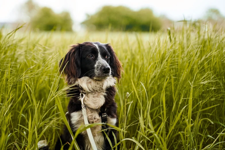 a black and white dog sitting in tall grass, a portrait, by Jesper Knudsen, shutterstock, posing on wheat field, lush green, full res, halfing
