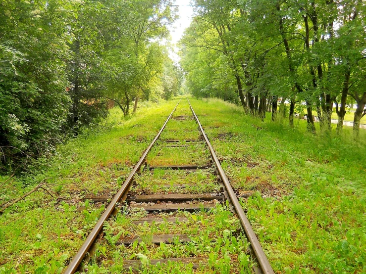 a train track running through a lush green forest, a picture, by Maksimilijan Vanka, pixabay, realism, in empty!!!! legnica, soviet nostalgia, yard, marking lines