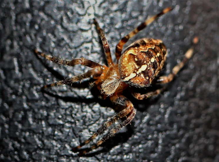 a close up of a spider on a surface, by Tom Carapic, flickr, on a black wall, mid 2 0's female, casually dressed, img _ 9 7 5. raw