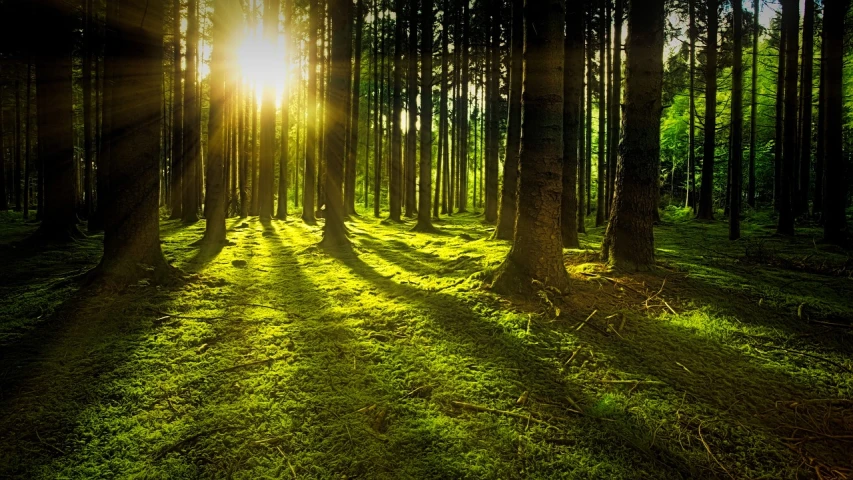 the sun is shining through the trees in the forest, shutterstock, mossy ground, high quality screenshot