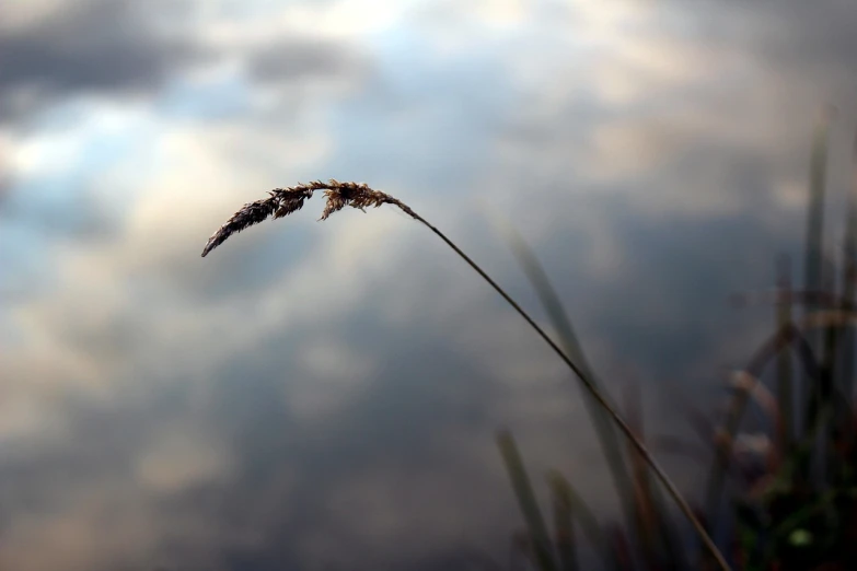 a close up of a plant with clouds in the background, a picture, minimalism, magical stormy reflections, blade of grass, straw, realistic reflection