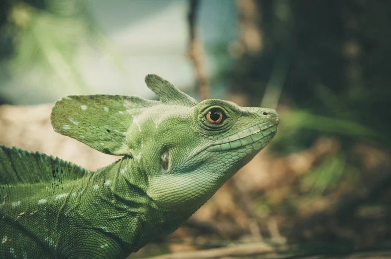 a close up of a lizard with a blurry background, a photo, shutterstock, sumatraism, cinematic detail, large green dragon, 33mm photo, 🦩🪐🐞👩🏻🦳