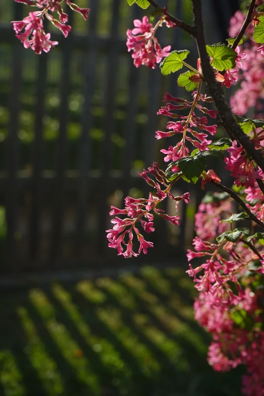 a close up of a tree with pink flowers, a picture, by Anato Finnstark, shutterstock, in a suburban backyard, great light and shadows, shot with a canon 20mm lens, arbor