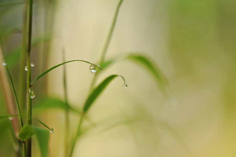 a close up of a plant with water droplets on it, a macro photograph, minimalism, natural grassy background, [ realistic photography ], symetrical japanese pearl, bokeh photo