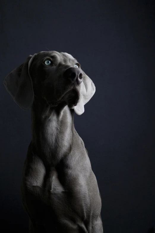 a close up of a dog with a black background, inspired by Elke Vogelsang, soft grey and blue natural light, by joseph binder, istock, on a gray background