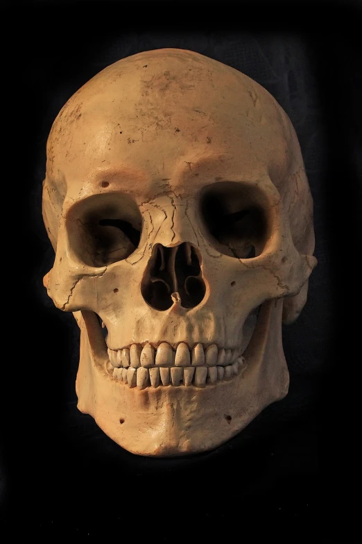 a close up of a human skull on a black background, a portrait, by Jan Stanisławski, pixabay, hooked nose and square jaw, holes in the lower jaw, roman nose, detailed glad face