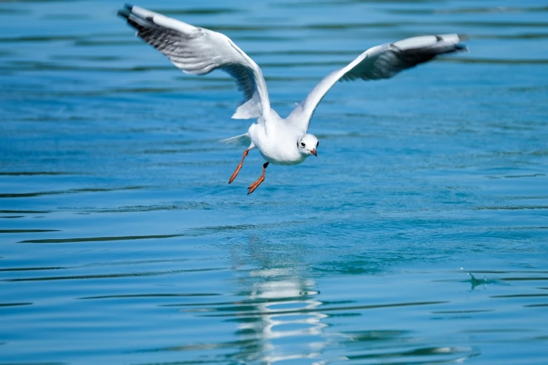 a seagull flying over a body of water, a stock photo, by Robert Griffier, shutterstock, reflections on the water, telephoto photography, anton fedeev, eye catching composition