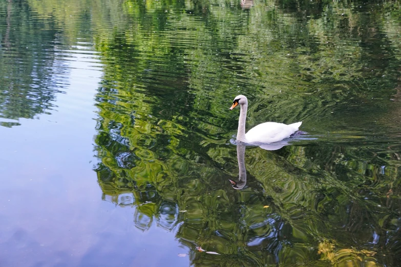 a white swan floating on top of a body of water, a picture, arabesque, reflections. shady, in a city park, green and white, tourist photo