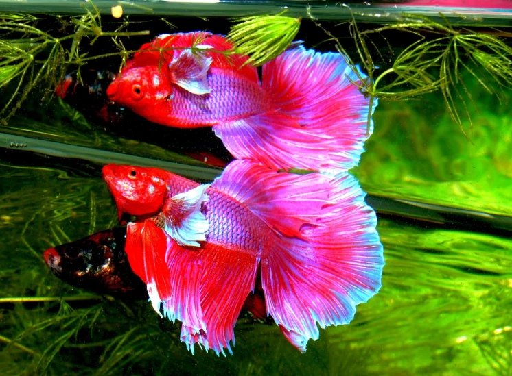 a couple of red and blue fish in a tank, a photo, flickr, renaissance, pink reflections, highly beautiful, deep colours. ”