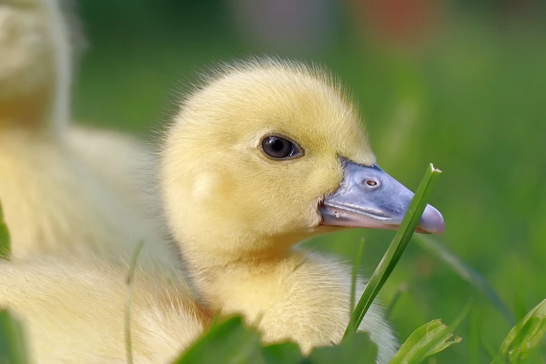 a close up of a duck in the grass, a picture, by Jan Rustem, adorably cute, ryan gosling fused with a goose, photograph credit: ap, pallid skin