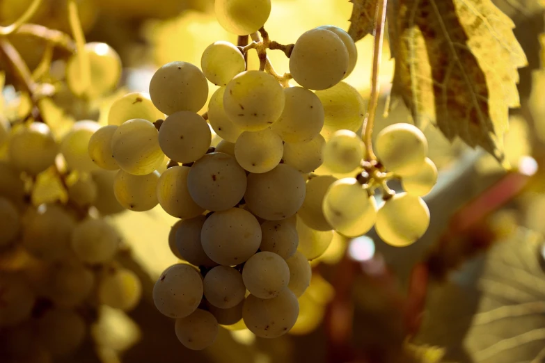 a bunch of grapes hanging from a tree, flickr, white and yellow scheme, utah, golden glow, profile pic