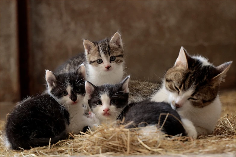 a group of kittens laying on top of a pile of hay, a picture, flickr, photograph credit: ap, hd wallpaper, maternal, looking smart