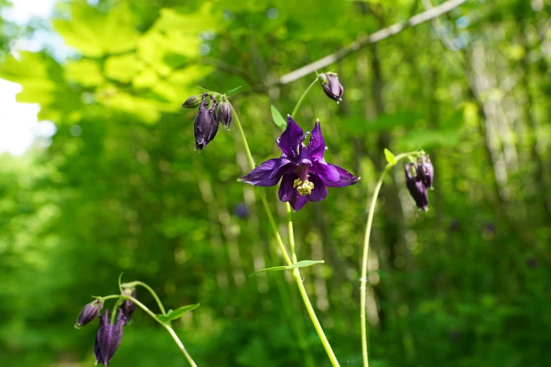 a group of purple flowers sitting on top of a lush green forest, a portrait, black tendrils, stella alpina flower, in the wood, years old