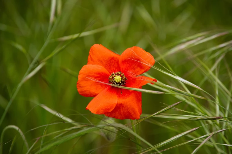 a red flower sitting on top of a lush green field, by Etienne Delessert, anemone, very sharp photo, orange grass, closeup photo