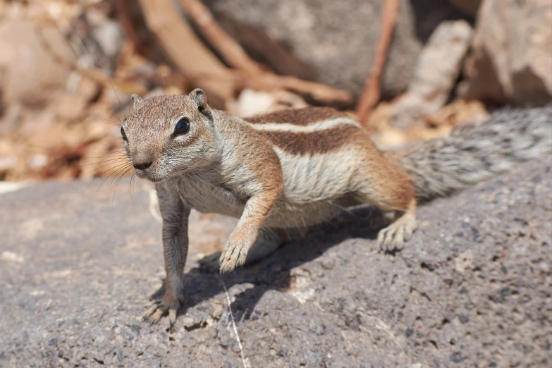 a small squirrel standing on top of a rock, by Robert Brackman, shutterstock, photorealism, running fast towards the camera, madagascar, crawling on the ground, stock photo