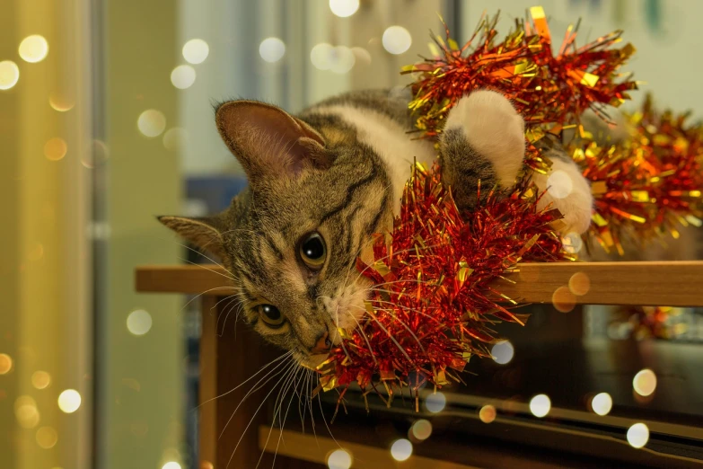 a cat laying on top of a wooden table, by Maksimilijan Vanka, shutterstock, christmas lights, toy photo, cat eating, hanging from the ceiling