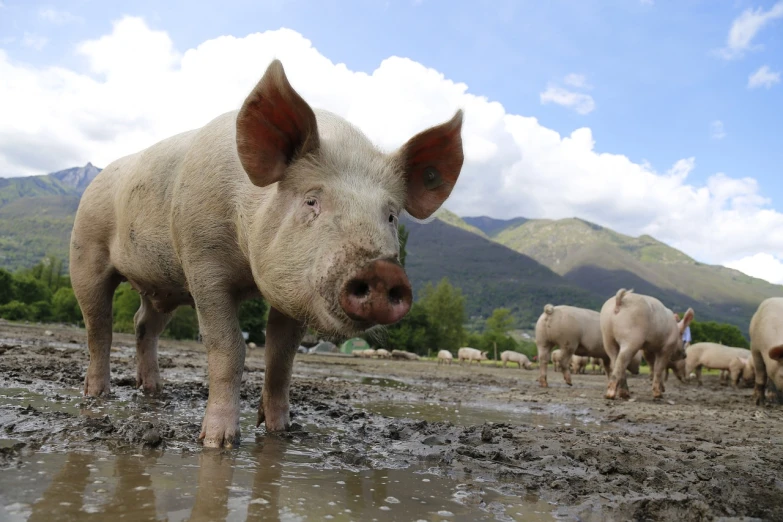 a pig that is standing in the mud, baroque, sharp focus on scenery, ap photo, bosnian, politics