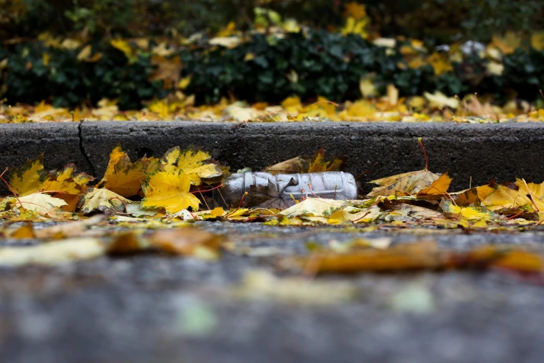 a bottle of water sitting on top of a pile of leaves, a picture, by Oskar Lüthy, old cmputers on the sidewalk, afp, city park, dezeen